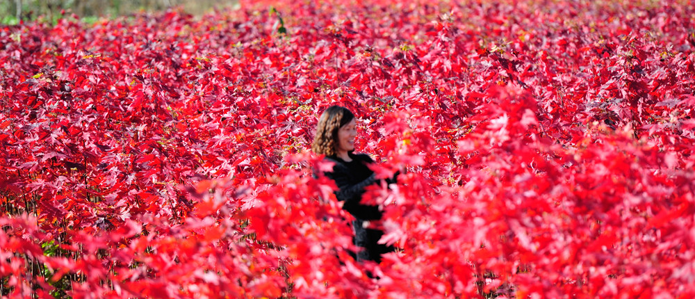 華石美國紅楓