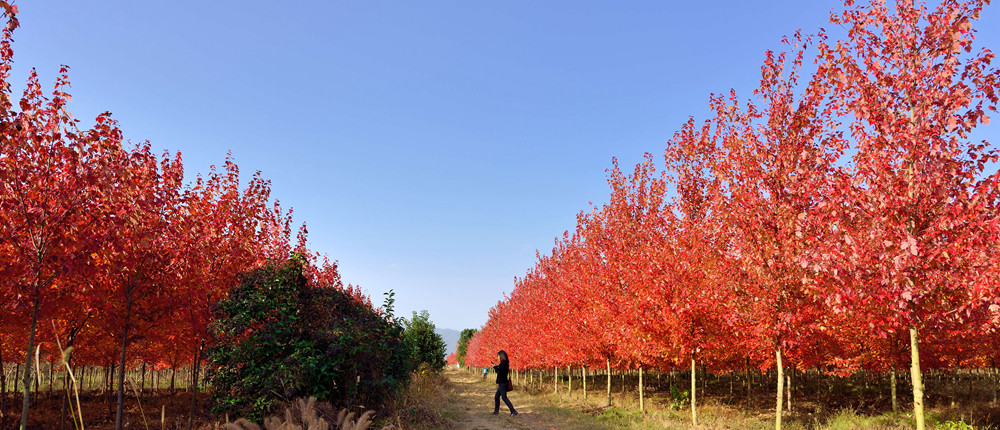 華石美國(guó)紅楓